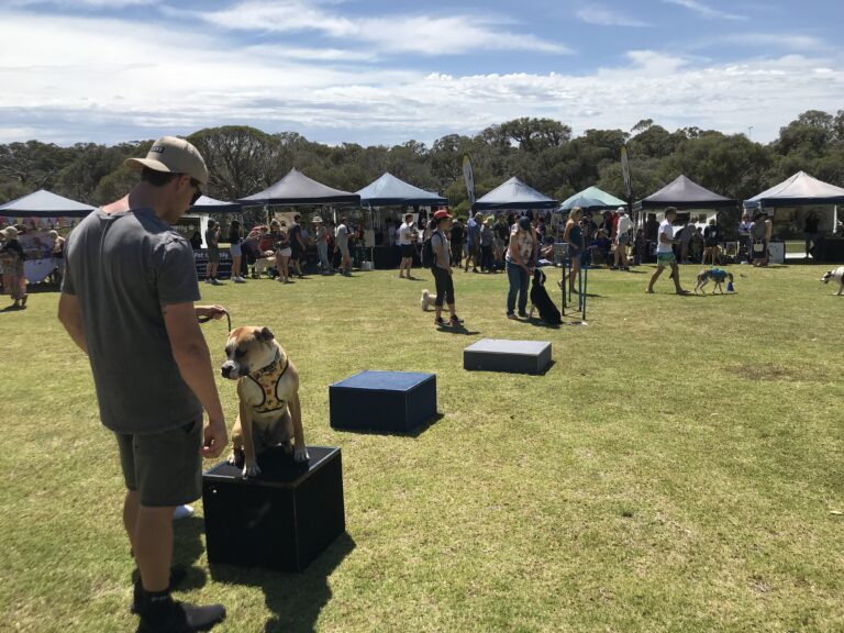 Dog training and socialization at Agile Dogs event in the park.