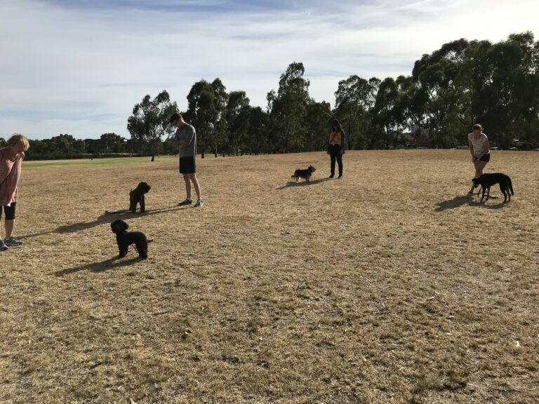 Dog training session with multiple dogs and handlers in an open field.