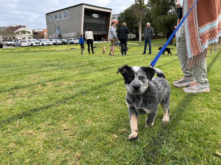 Australian Cattle Dog puppy on a leash at Agile Dogs training session.