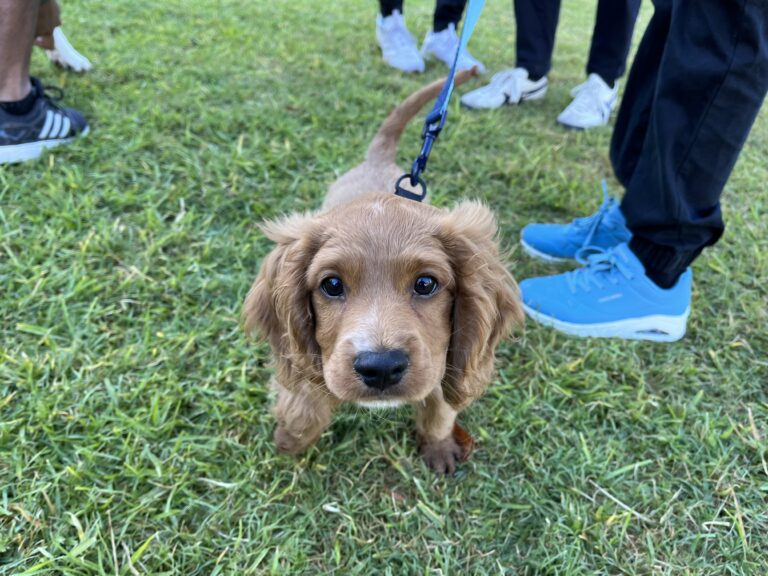 Young golden retriever puppy on a leash during a training session.