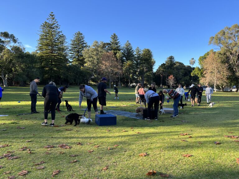 Dog training session outdoors in a park with multiple dogs and handlers.