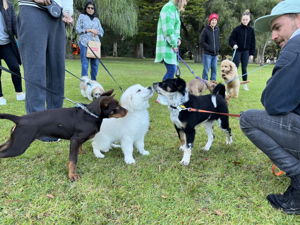 Puppy training session with multiple dogs and owners outdoors.