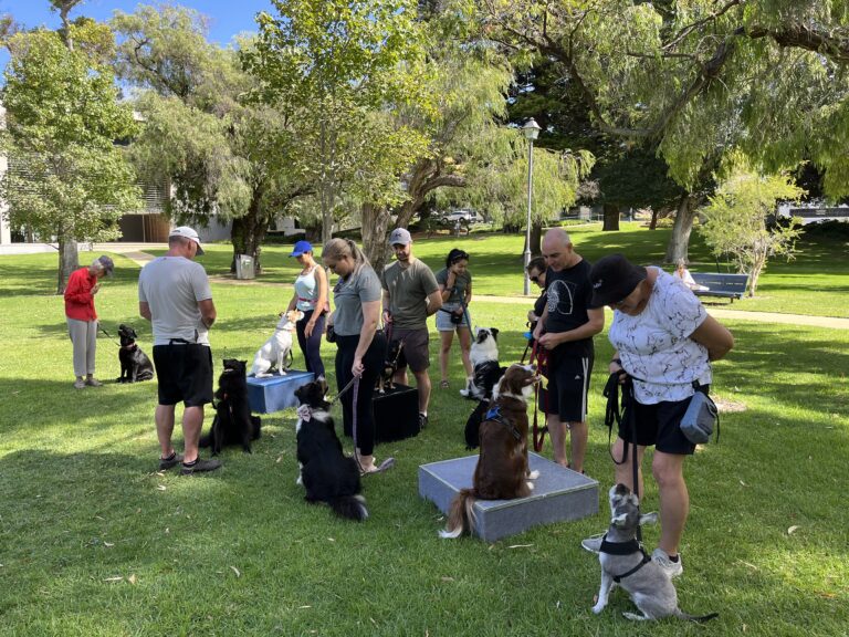 Dog training class outdoors in a park setting.