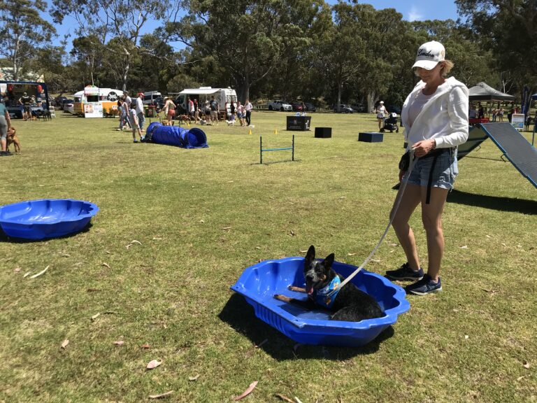 Dog training session with a dog in a blue pool at Agile Dogs event.