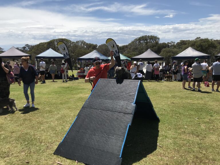 Dog agility training demonstration at outdoor event.