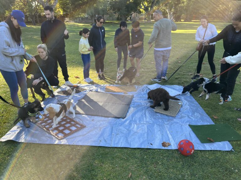Dog training session outdoors with multiple dogs and handlers at Agile Dogs.