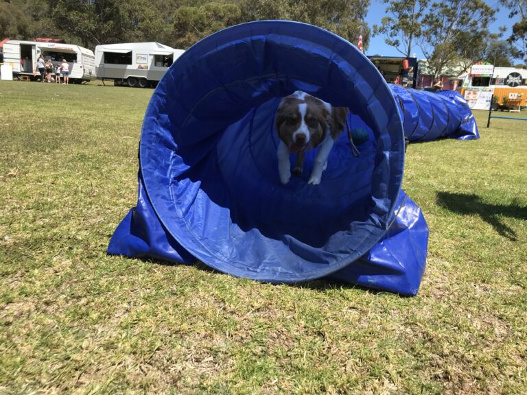 Dog navigating blue agility tunnel during training session.