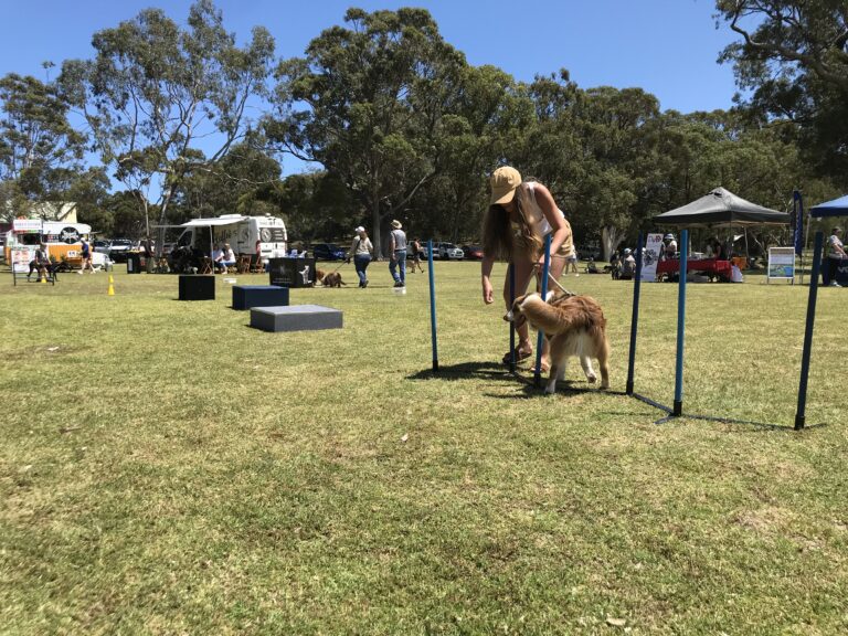 Dog training session outdoors with handler and agility obstacles.