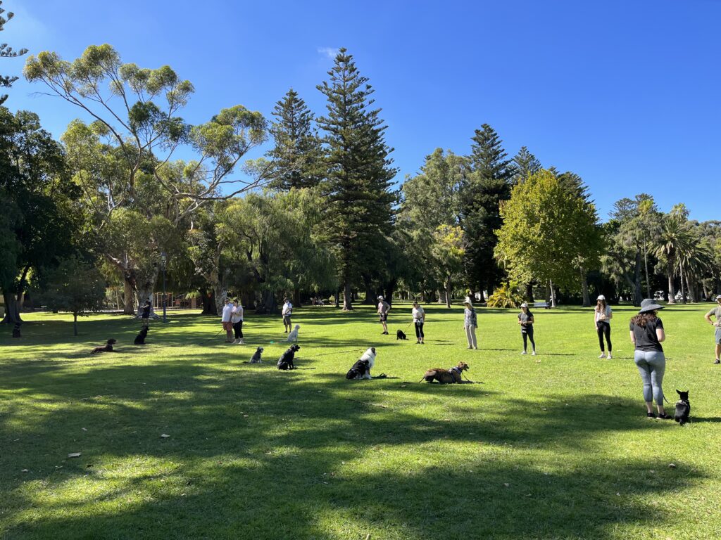 Dog training class outdoors with dogs and handlers practicing obedience.
