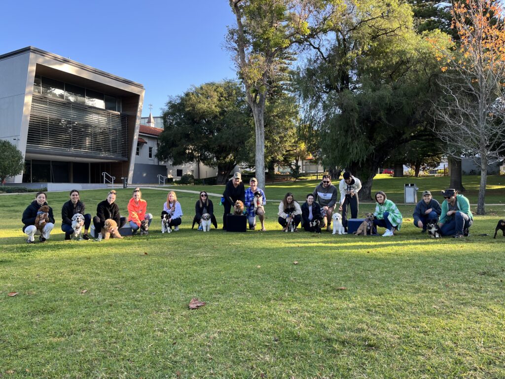 Dog training class outdoors in a park setting with dogs and trainers participating.