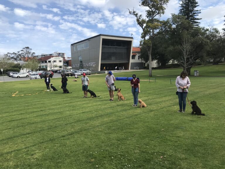 Dog training class outdoors at Agile Dogs facility, with handlers and dogs practicing obedience.