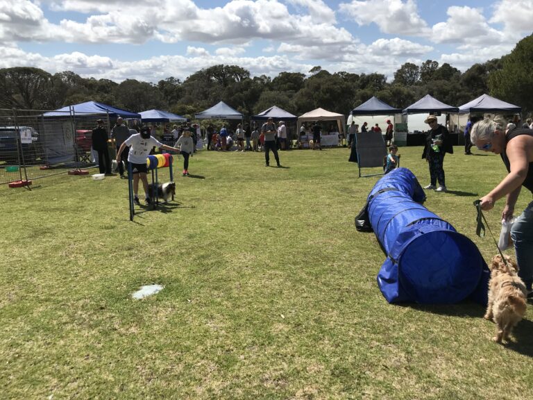 Dogs participating in agility training at outdoor event with tents and trainers.