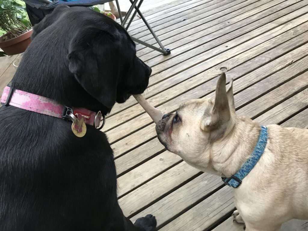 Dog tugging a stick with another dog on wooden deck.