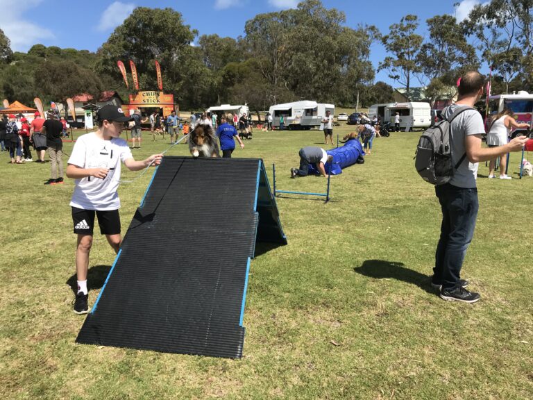Dog agility training at an outdoor event.