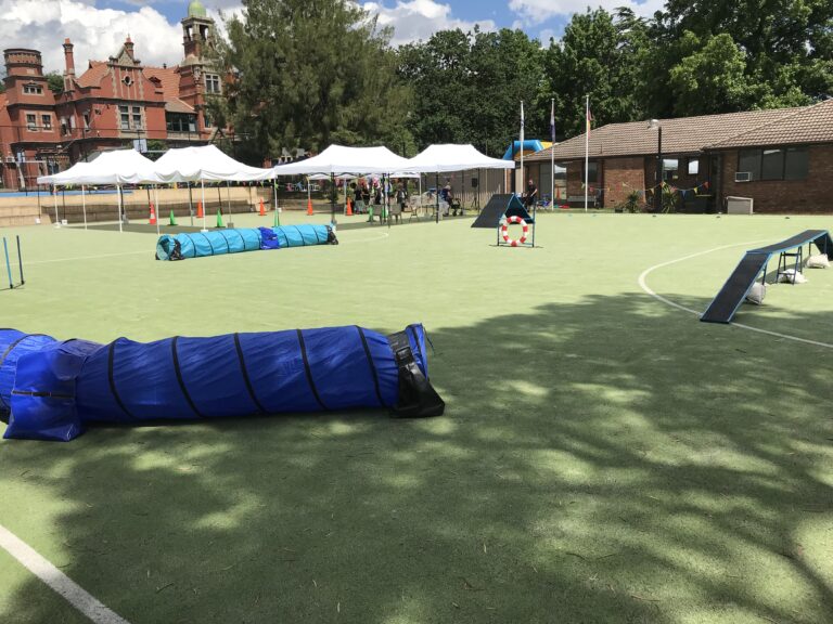 Dog agility training course with tunnels, ramps, and obstacles for dogs.