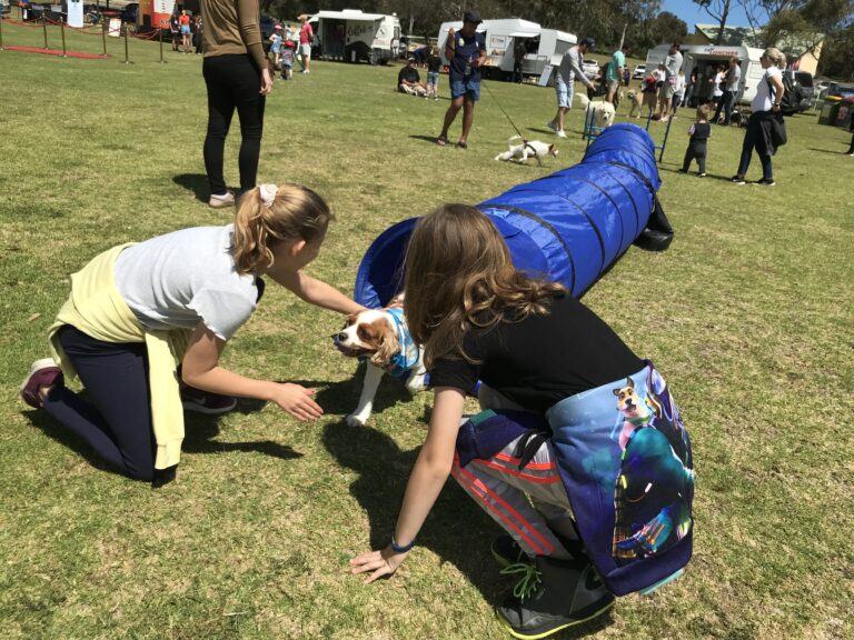 Dog agility training at an outdoor event with children and dogs participating.