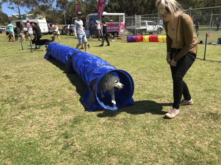 Agile Dogs agility training with a dog emerging from a blue tunnel.