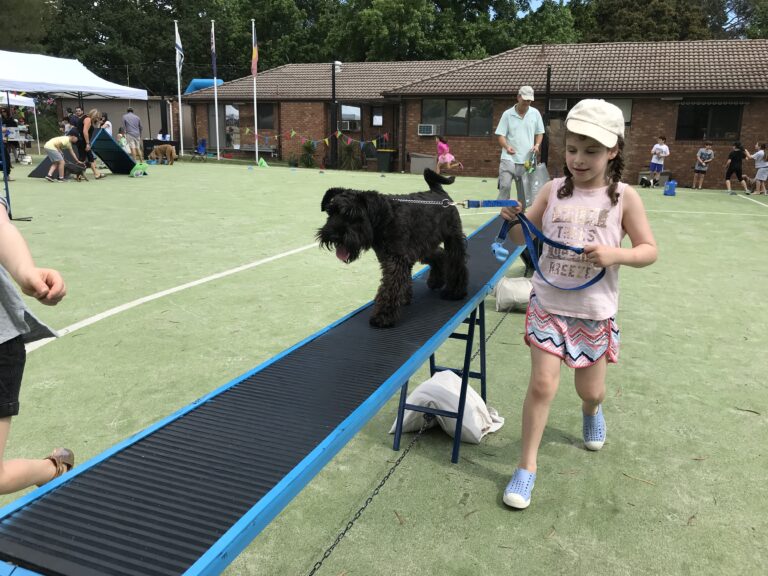 Young girl walking her dog on agility ramp during outdoor dog training event.