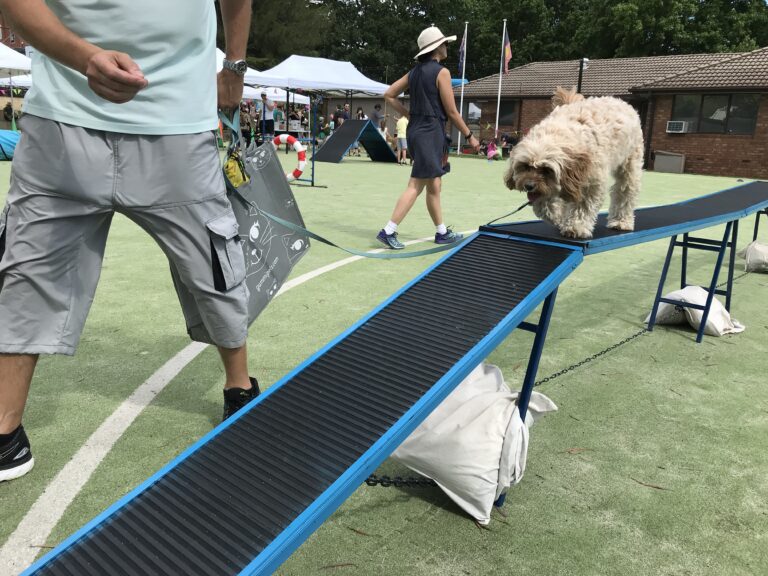 Agile dog walking on a ramp during a community outdoor event.
