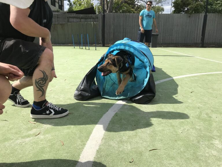 Agile Dogs dog agility training with a dog emerging from a tunnel on a green field.