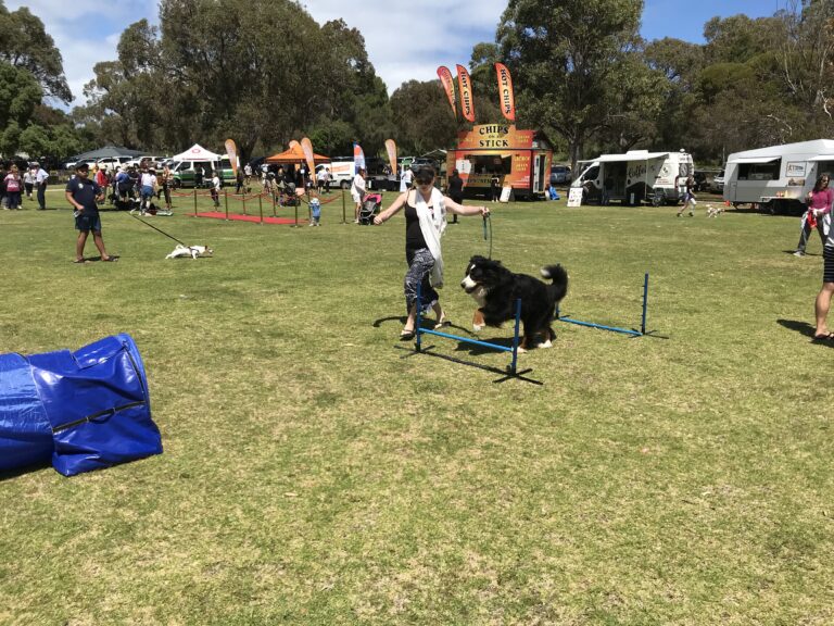 Dog agility training at Agile Dogs event with owner guiding the dog over hurdles.
