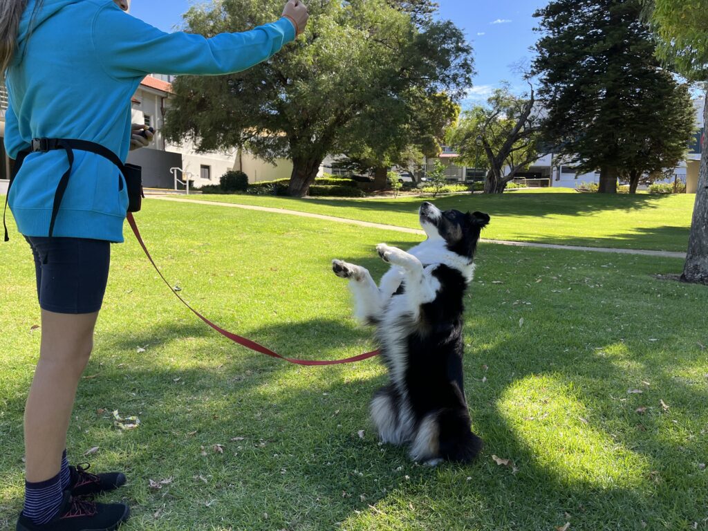 Dog training session with a trainer and a Border Collie in a park setting.