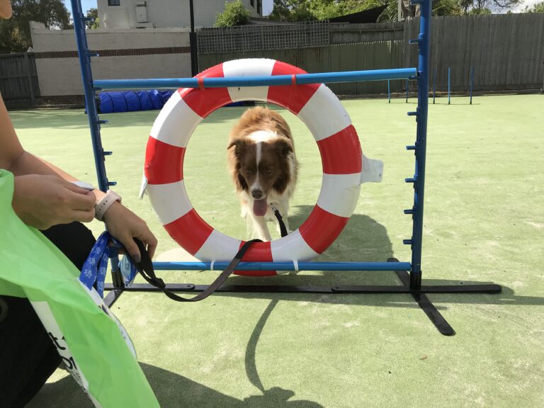 Agile Dogs dog training with agility obstacle course in outdoor yard.