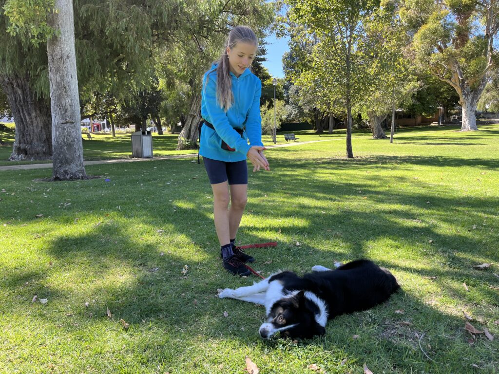 Girl practicing complex obedience skills with her dog in a park setting.