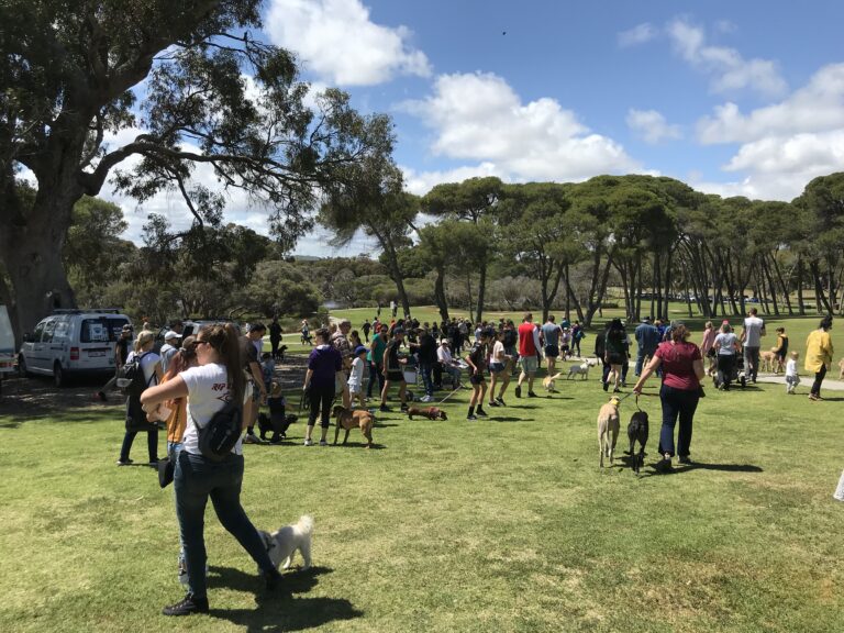 Dog training, socialization, and outdoor activities for dogs and their owners.