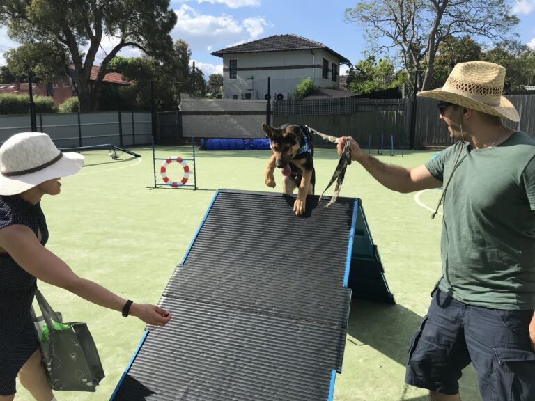 Dog agility training with a handler and a trainer at a dog training facility.