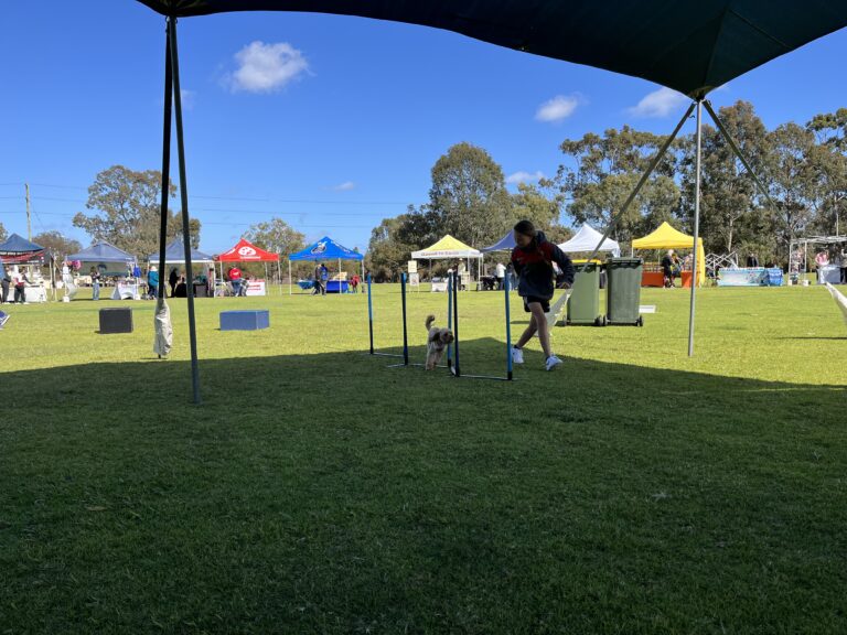 Dog agility training at outdoor course with jumps and obstacles.