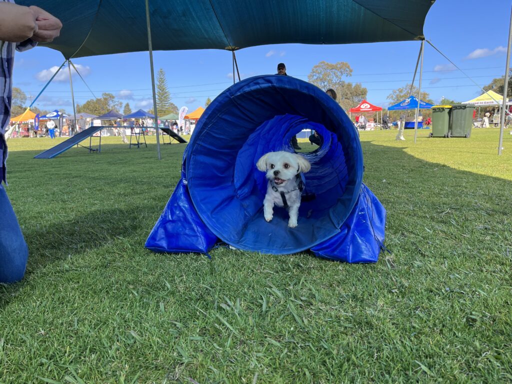 Dog running through agility tunnel at outdoor event.