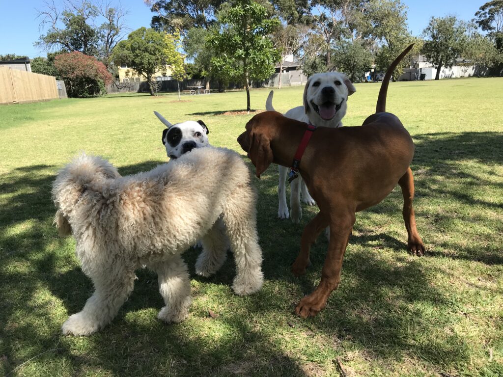 Three dogs enjoying a behaviour consultation outdoors in a park setting.