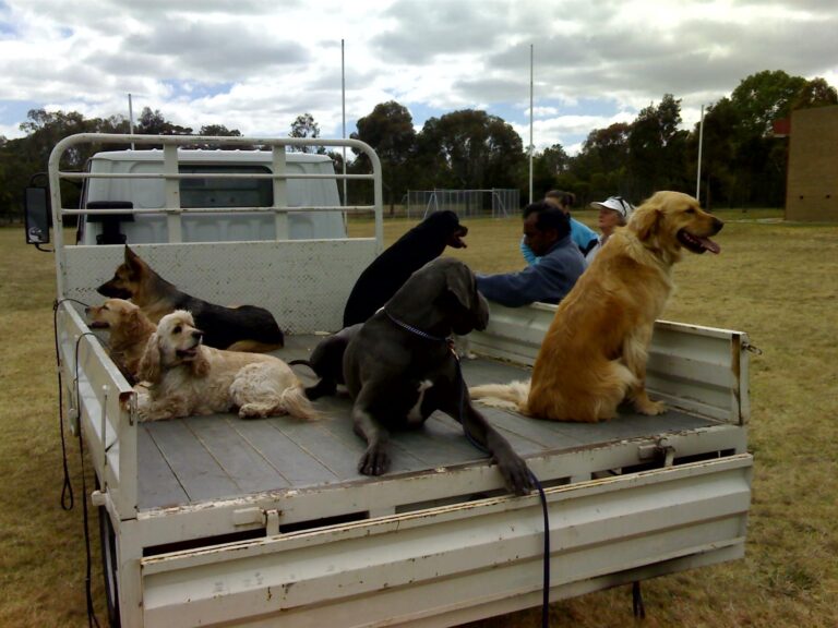Dog training session on a flatbed truck with multiple dogs and trainers.