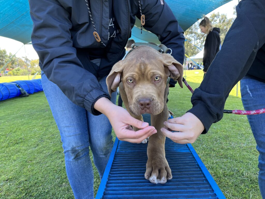 Puppy walking on agility training ramp at Agile Dogs.