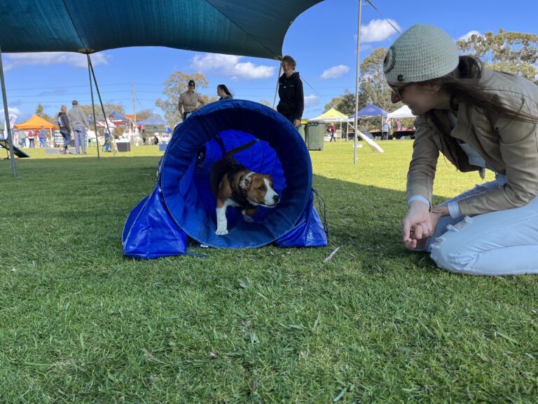 Dog agility training, puppy agility course, dog obstacle course, agility training for dogs.