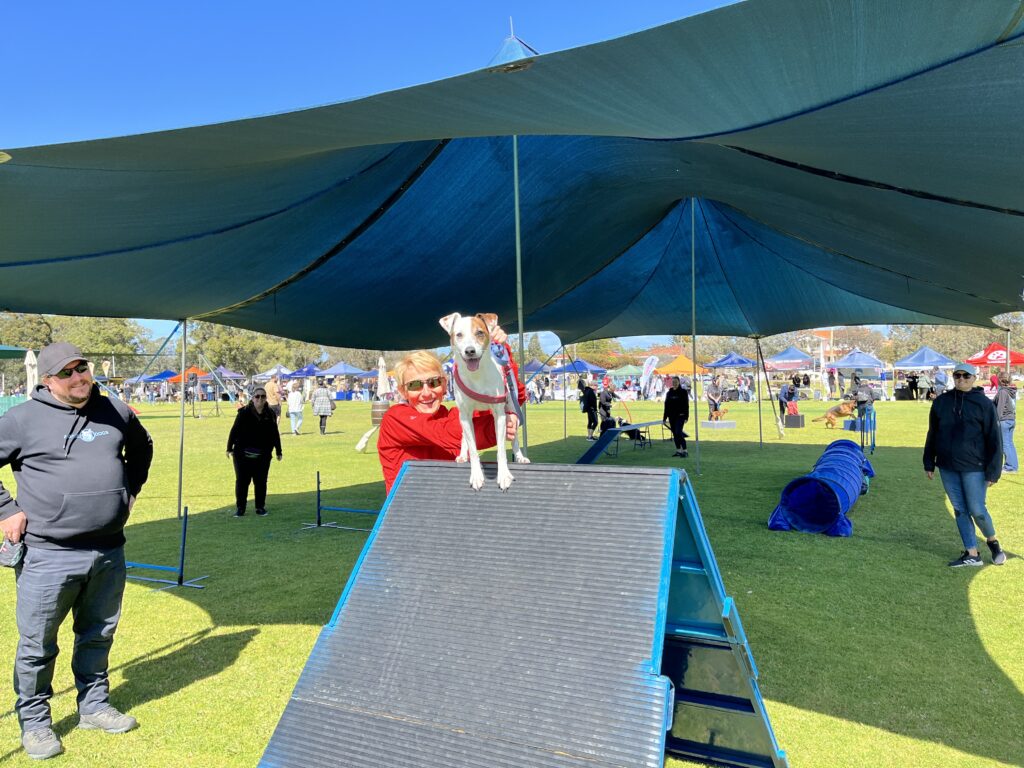 Agility Dogs jumping on an obstacle at an outdoor agility course under shade cloth.