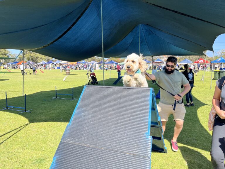 Dog jumping over agility ramp during training session.