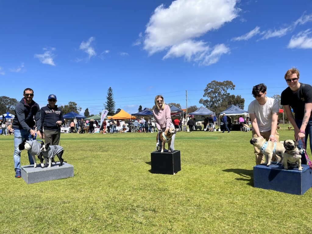 Agility Dogs performing on elevated platforms during a competition event.