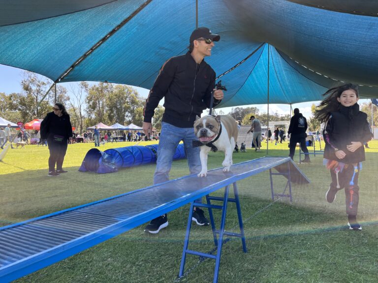 Dog agility training session with a bulldog on a ramp.