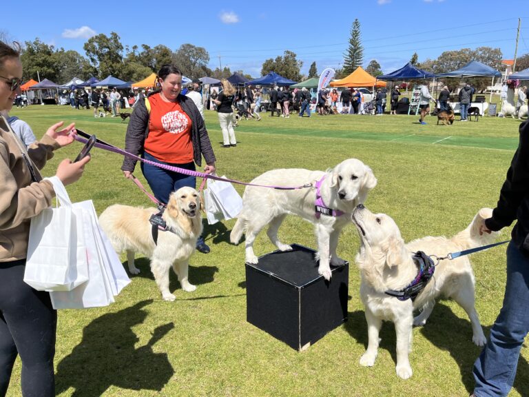 Dogs performing agility training on a sunny day at outdoor event.