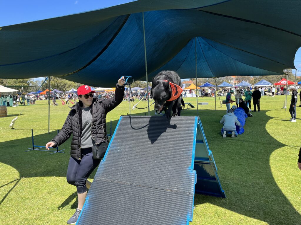 Dog handler guiding black dog on agility ramp at outdoor event.