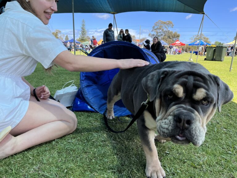 Woman petting a bulldog at an outdoor dog training event.