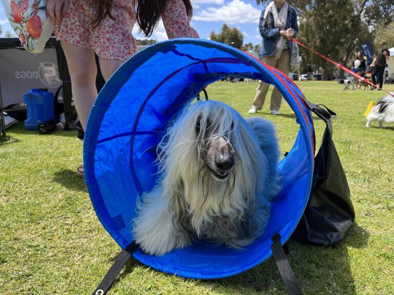 Dog agility tunnel for training and fun at agility courses.