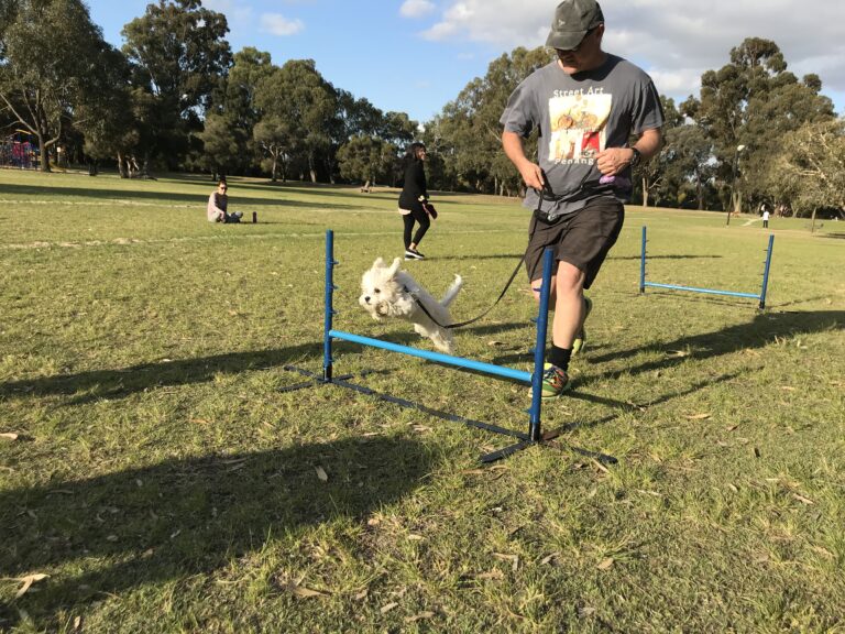 Dog jumping over agility hurdle during training session.