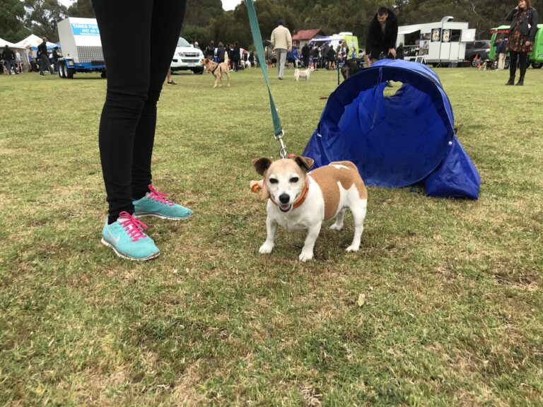 Dog on leash at outdoor agility event with tents and people in background.