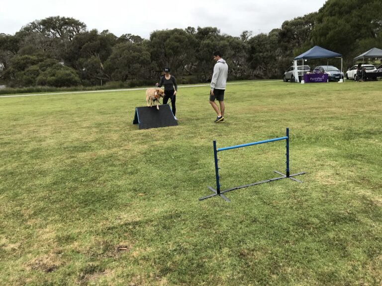 Dog agility training with handler and trainer outdoors on grass field.