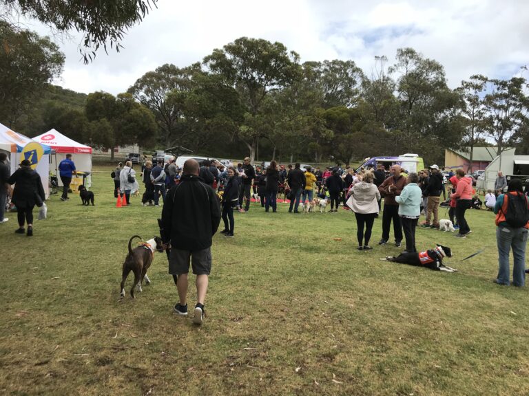 People and dogs participating in a dog training event outdoors.