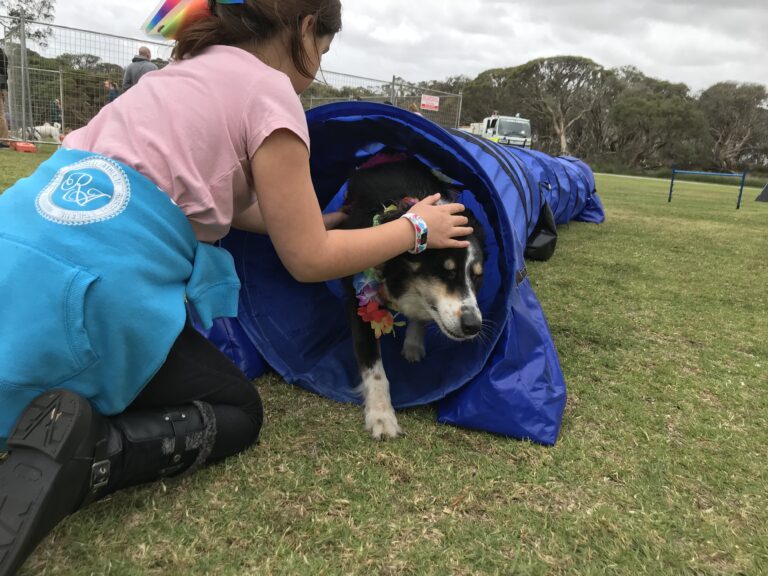 Dog agility training with a young girl and a Siberian Husky at a park.