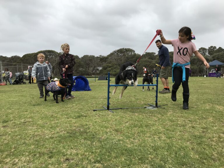 Agile Dogs dog agility training session with children and dogs jumping over hurdles outdoors.
